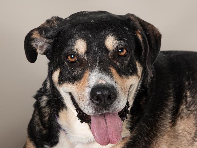 Enlarge Yogi, a Adoptable mixed breed in San Andreas, CA image 2/2