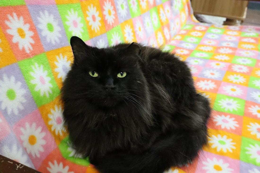 Bill, a Adoptable Domestic Long Hair in Kalamazoo, MI image 4/5