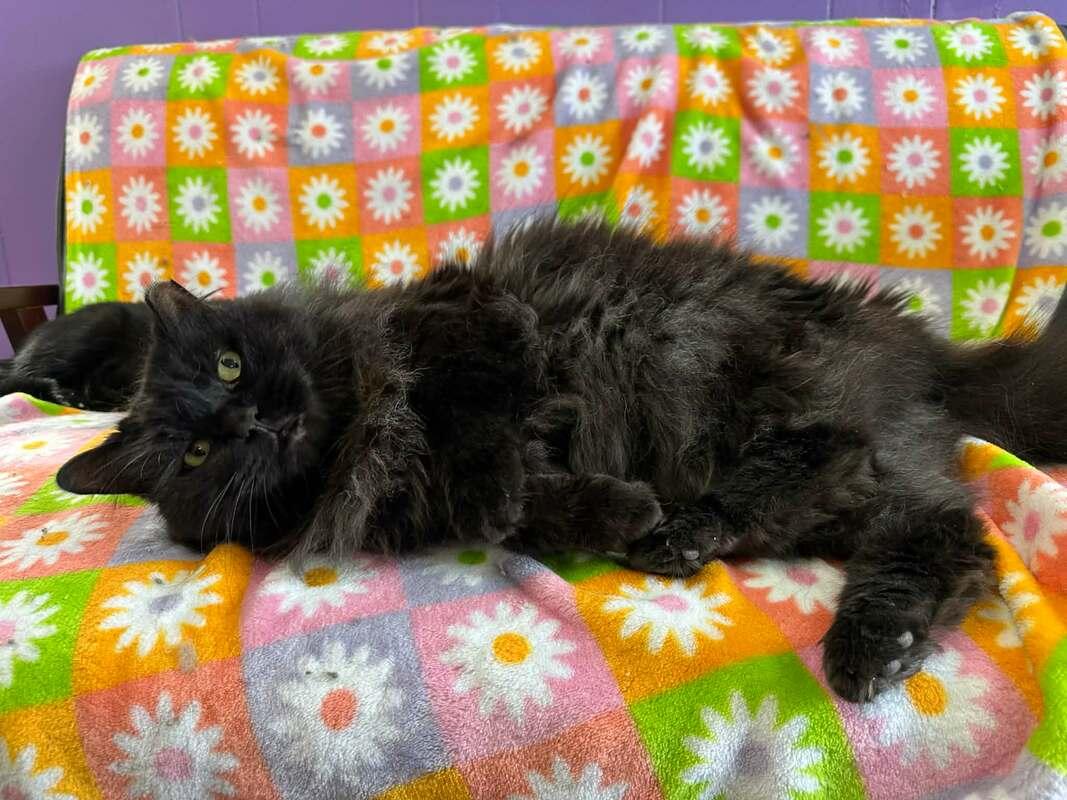 Bill, a Adoptable Domestic Long Hair in Kalamazoo, MI image 2/5