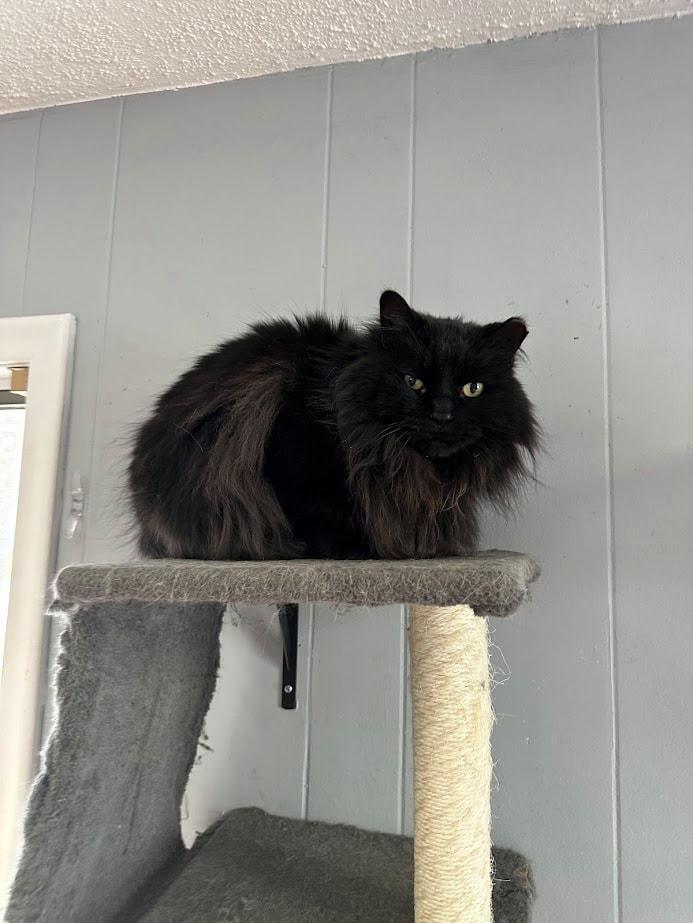 Bill, a Adoptable Domestic Long Hair in Kalamazoo, MI image 3/5