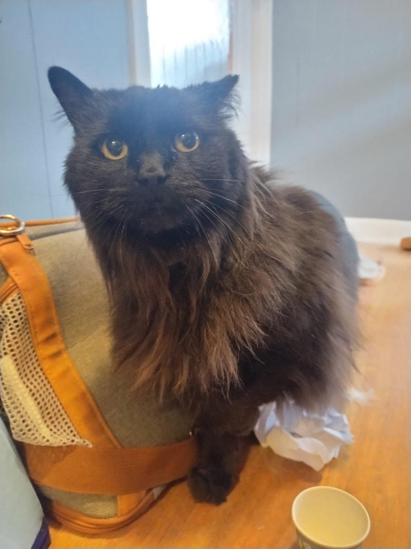 Bill, Adoptable, Senior Male Domestic Long Hair.