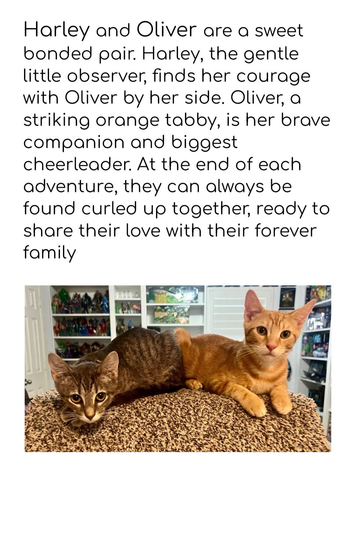 Oliver, a Adopted Tabby in Plano, TX image 1/3