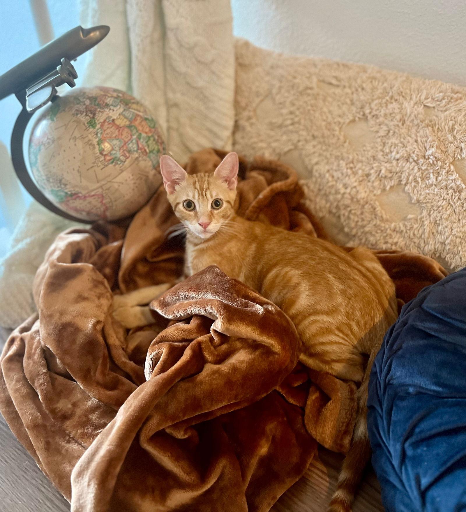 Oliver, a Adopted Tabby in Plano, TX image 3/3