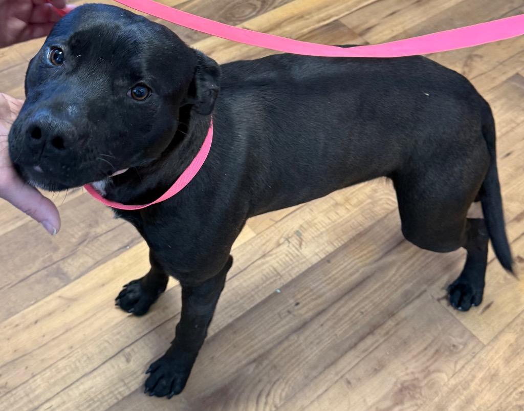 Ringo, Adoptable, Young Male Labrador Retriever & Staffordshire Bull Terrier.