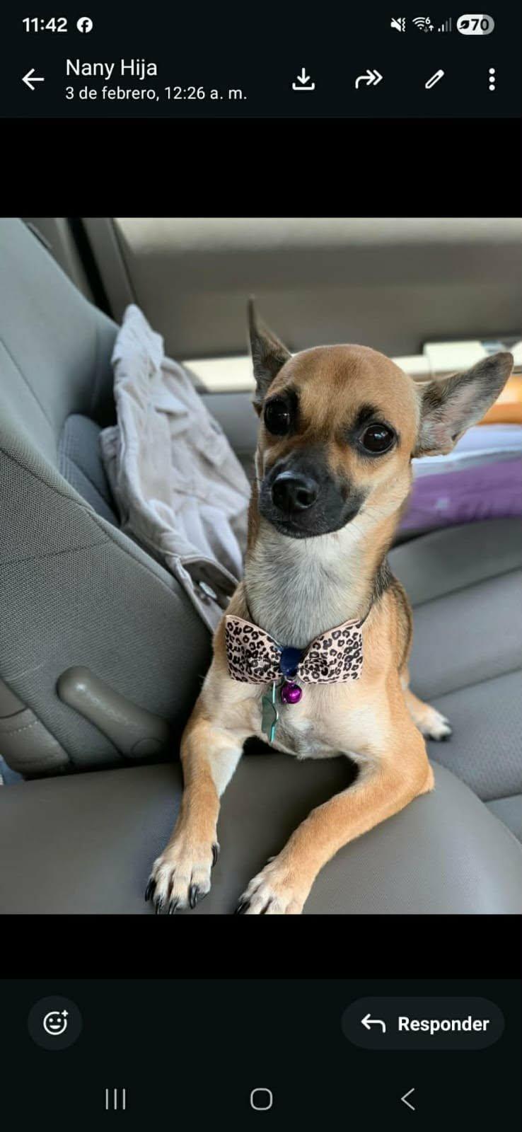 Enlarge Dana, a ADOPTABLE mixed breed in Lebanon, NJ image 1/2