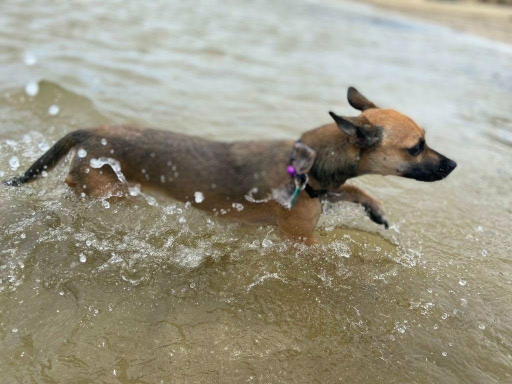 Enlarge Dana, a ADOPTABLE mixed breed in Lebanon, NJ image 2/2