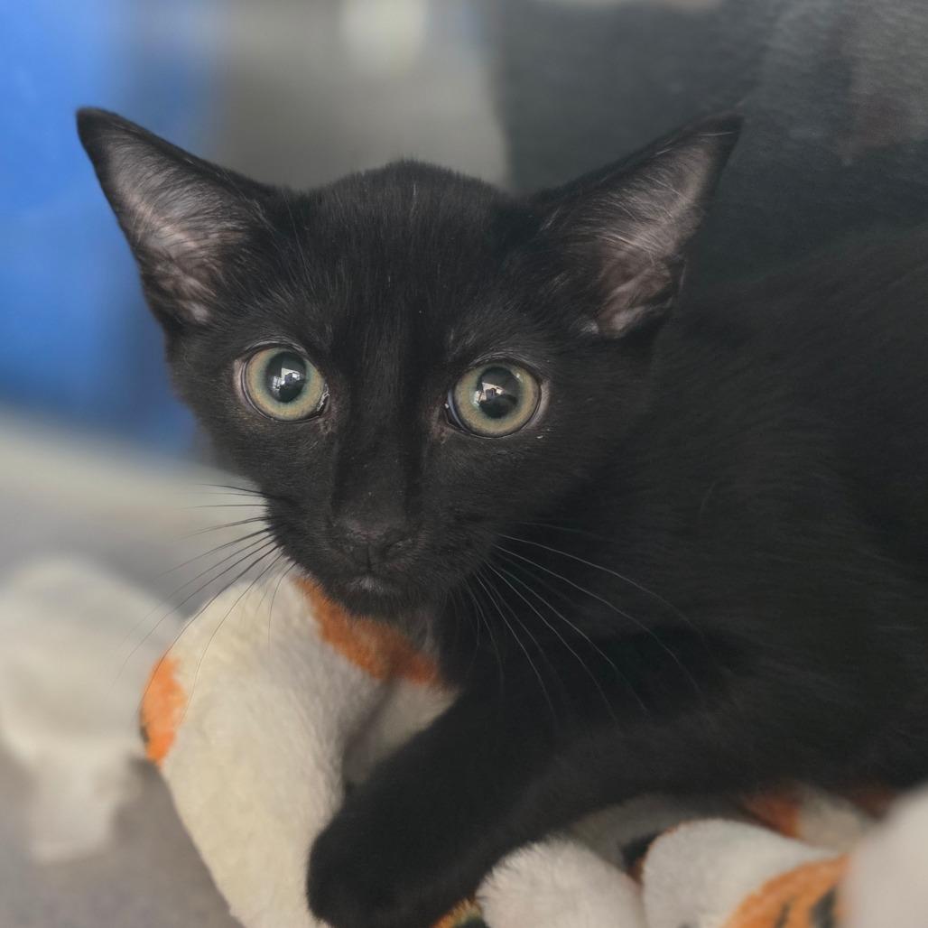 Truett, Adoptable, Kitten Male Domestic Short Hair.