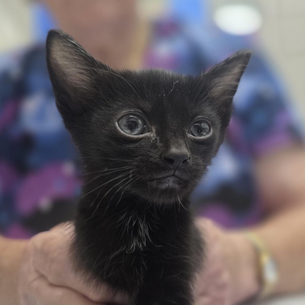 Enlarge Truett, a Adoptable Domestic Short Hair in Huntsville, AL image 2/2