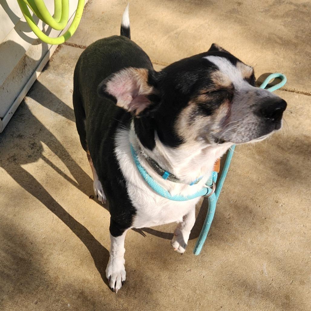 Enlarge Pepper, an adopted mixed breed in Stanley, VA image 1/4