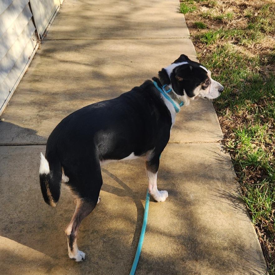 Enlarge Pepper, an adopted mixed breed in Stanley, VA image 4/4