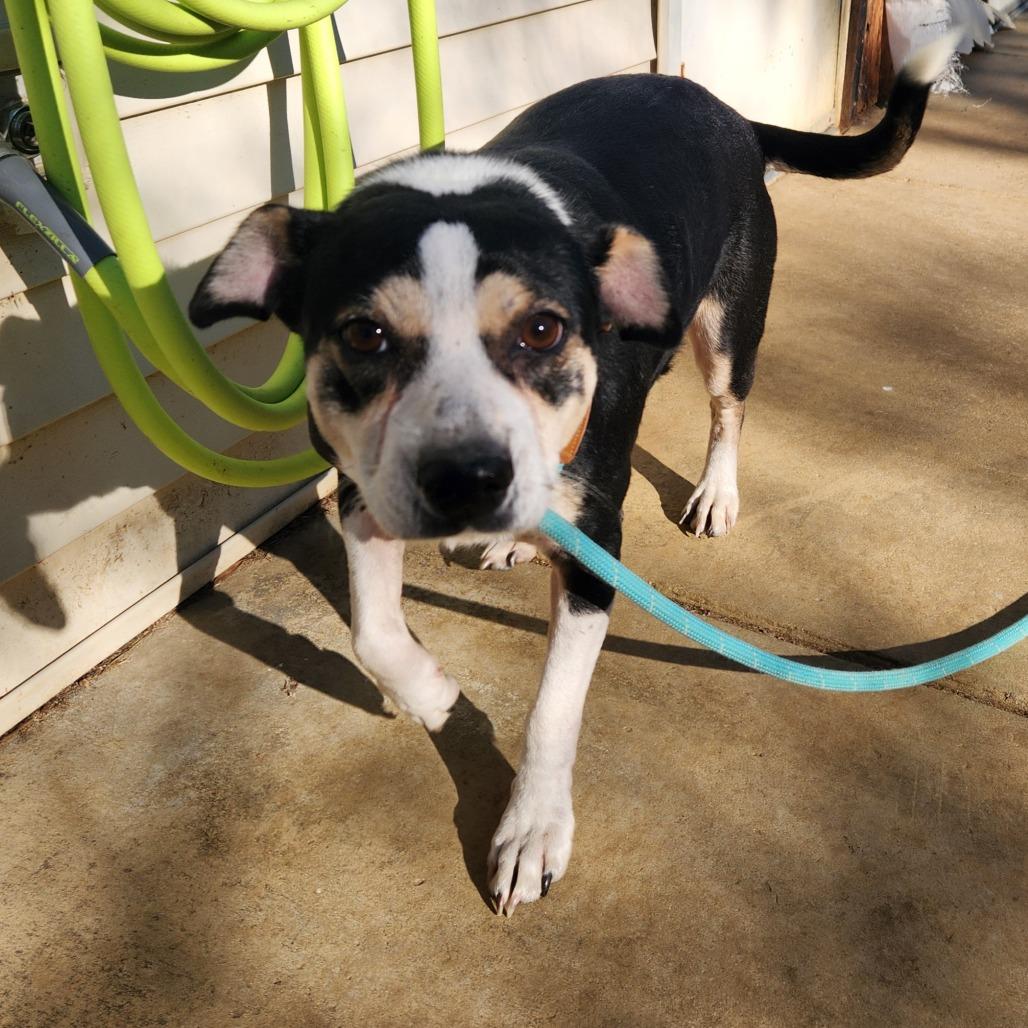 Enlarge Pepper, an adopted mixed breed in Stanley, VA image 3/4