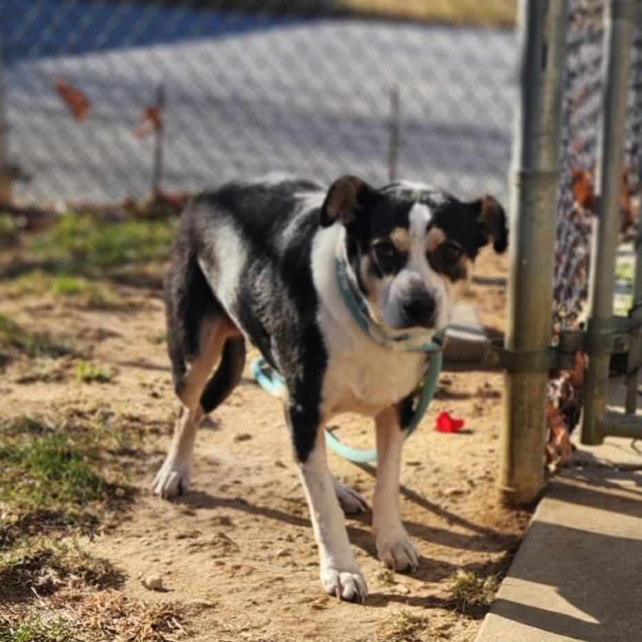 Enlarge Pepper, an adopted mixed breed in Stanley, VA image 2/4