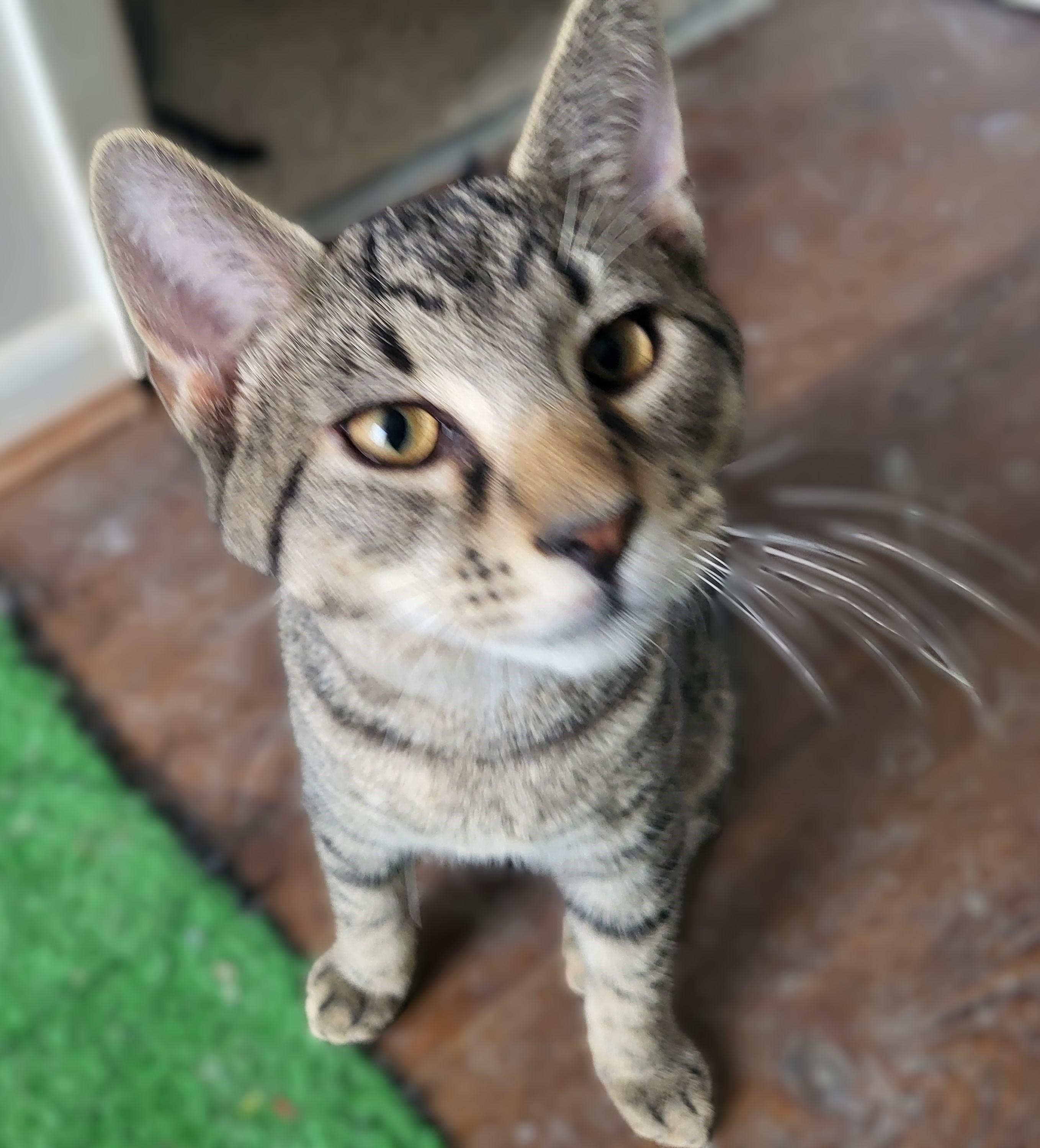 Dumpling, ADOPTABLE, Kitten Male Tabby.