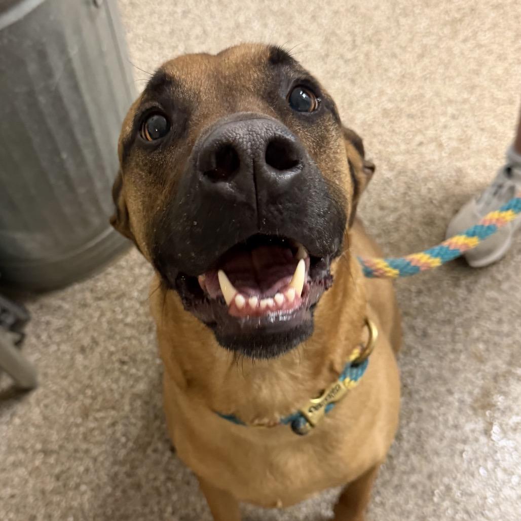 Gideon aka Gidz, a ADOPTABLE Black Mouth Cur in Fallon, NV image 1/2