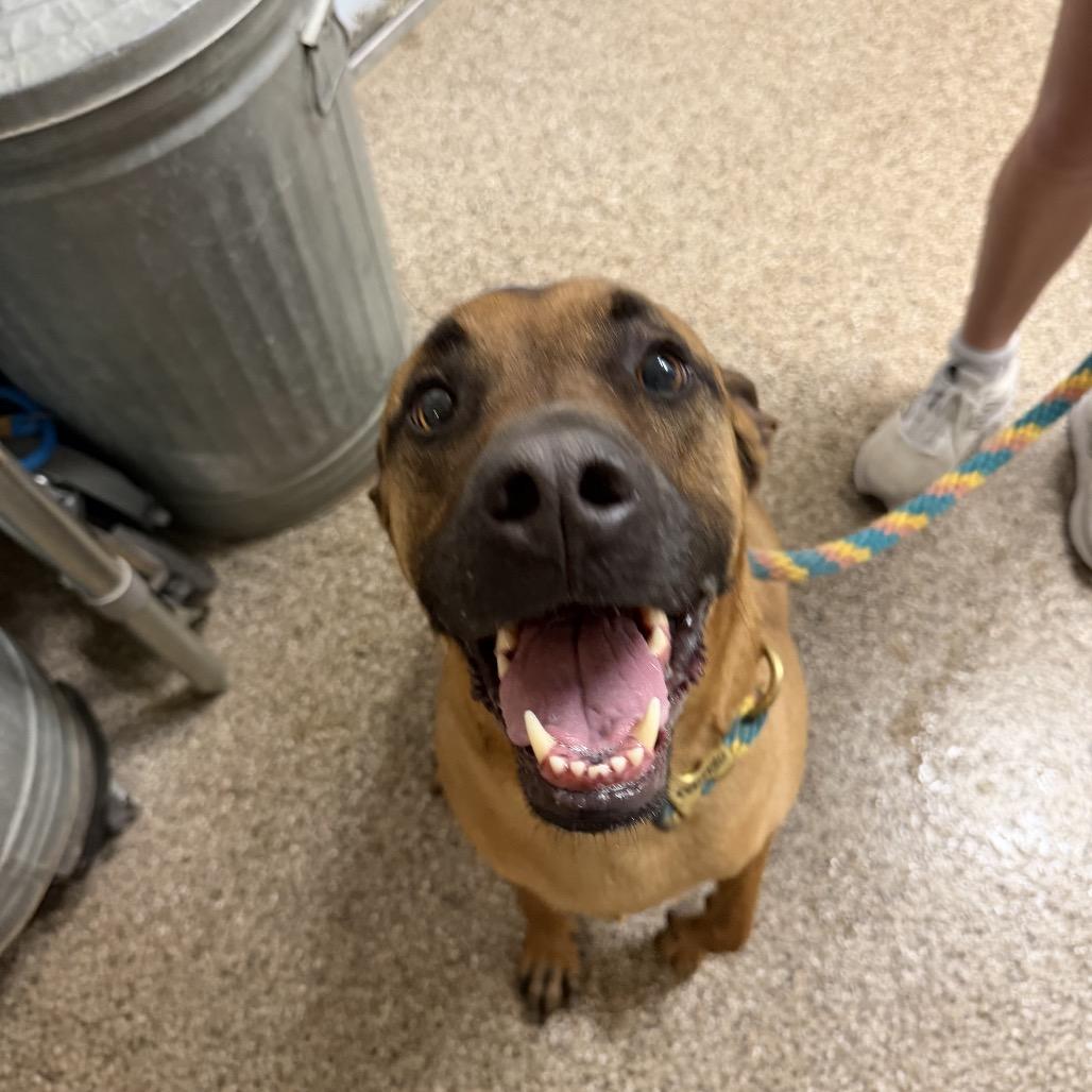 Gideon aka Gidz, a ADOPTABLE Black Mouth Cur in Fallon, NV image 2/2