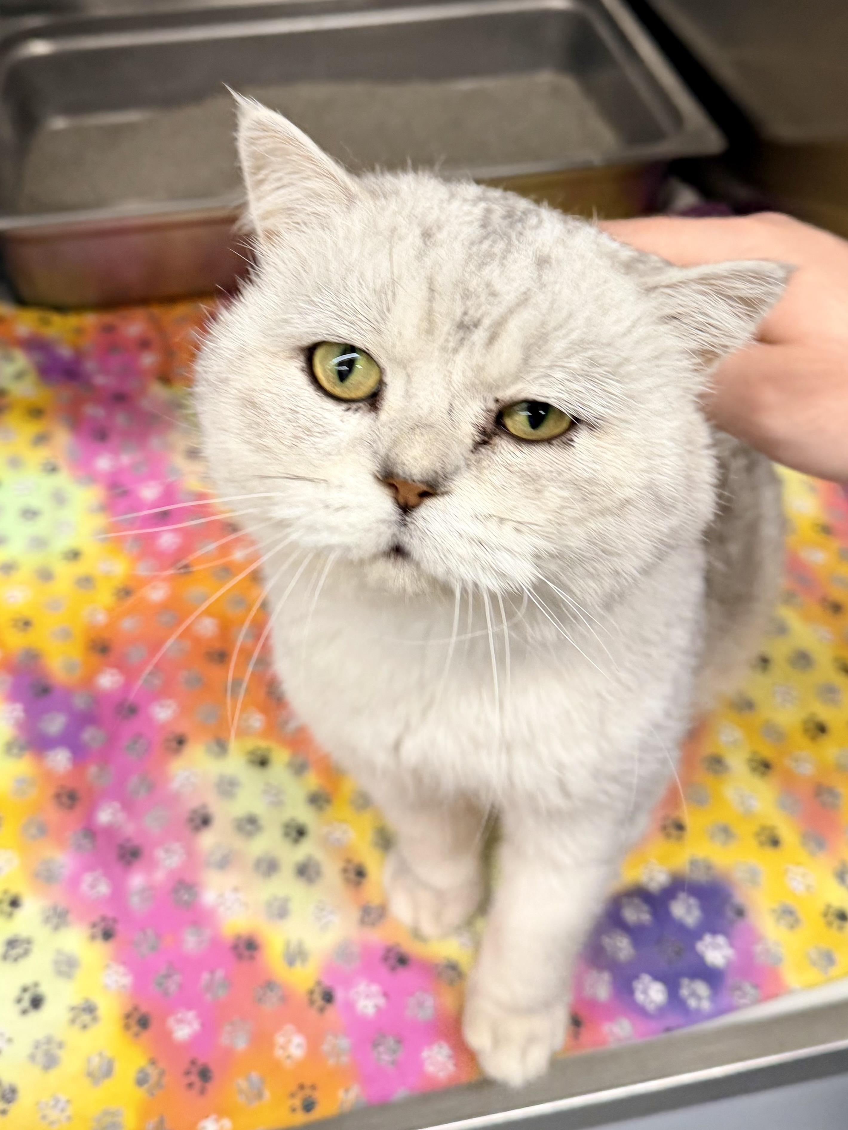Coal, Adoptable, Adult Male British Shorthair.