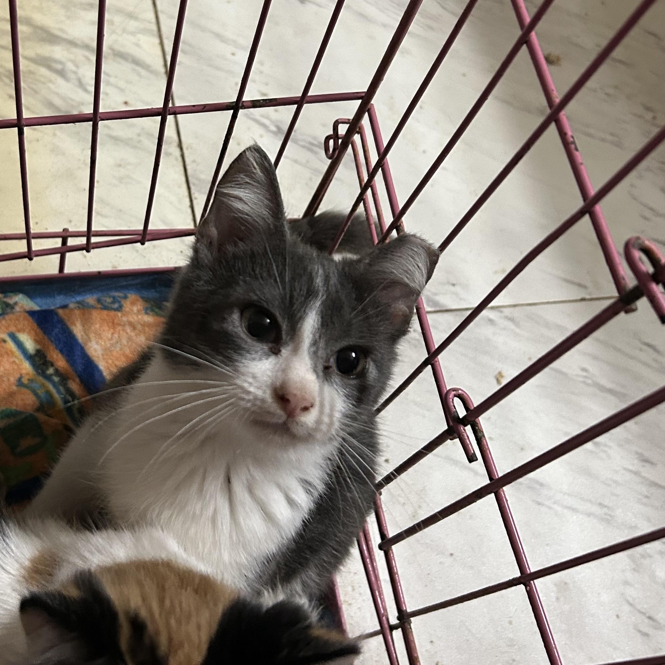 Enlarge Bandit Aka Wanda, a Adoptable mixed breed in New Orleans, LA image 2/2