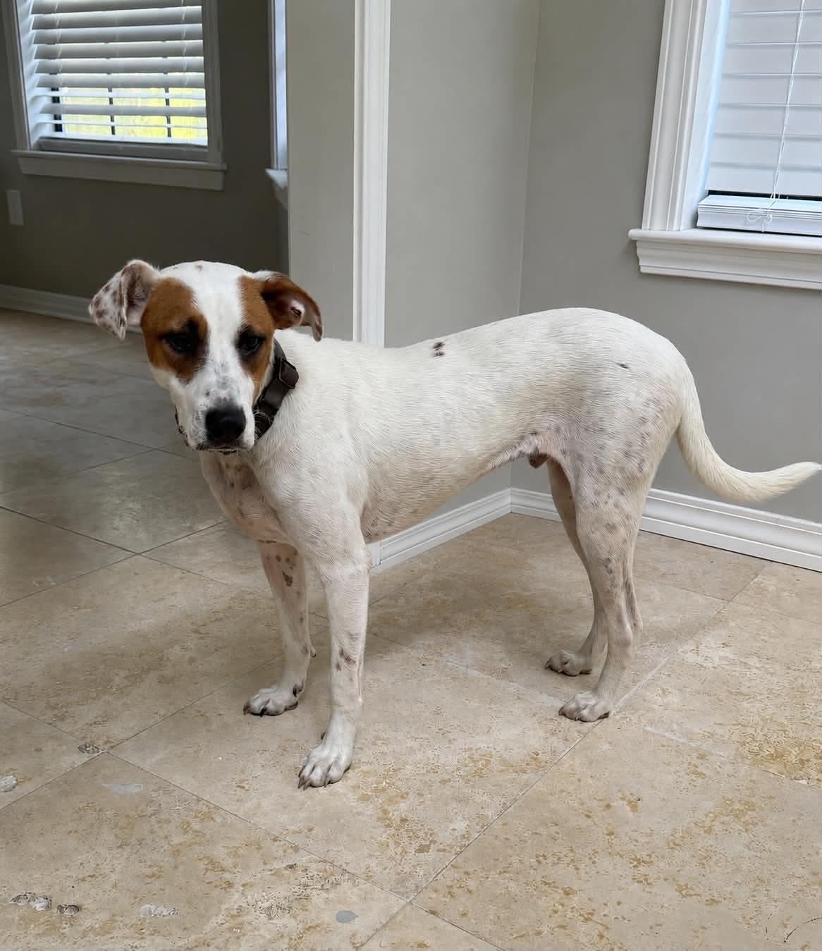 Enlarge Bandit, a Adoptable mixed breed in Bedminster, NJ image 3/5