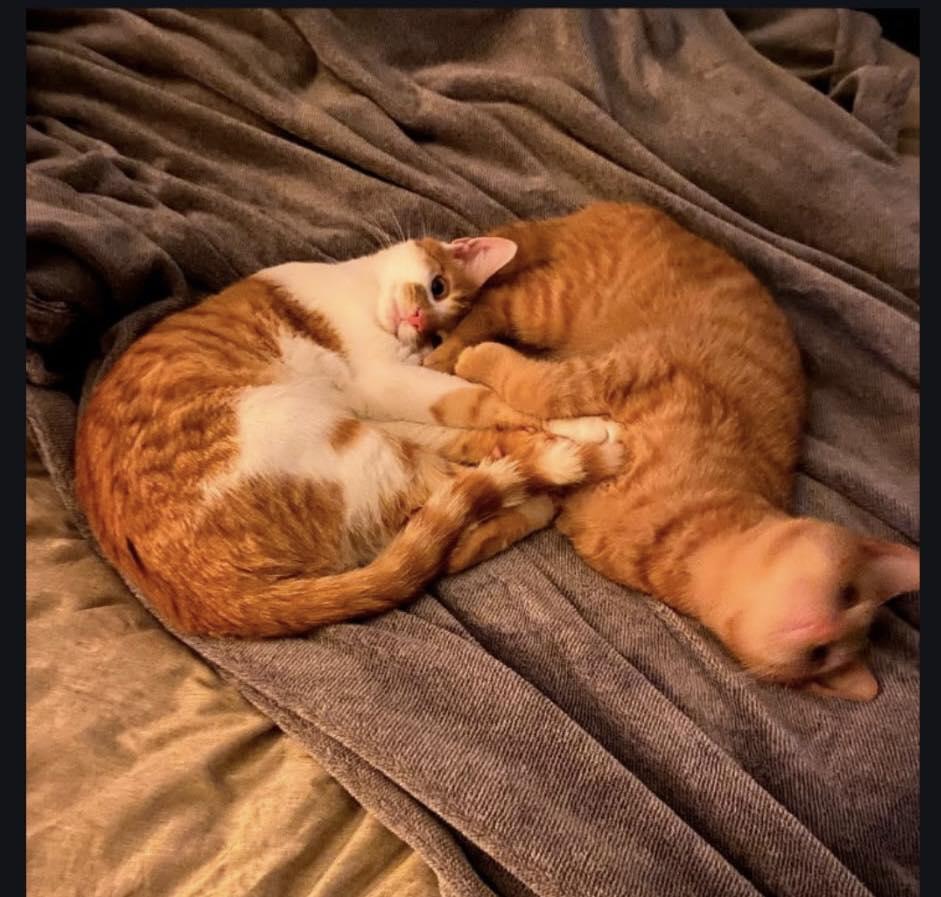Enlarge Axel & Polk, a ADOPTABLE Domestic Short Hair in Maryville, TN image 2/2