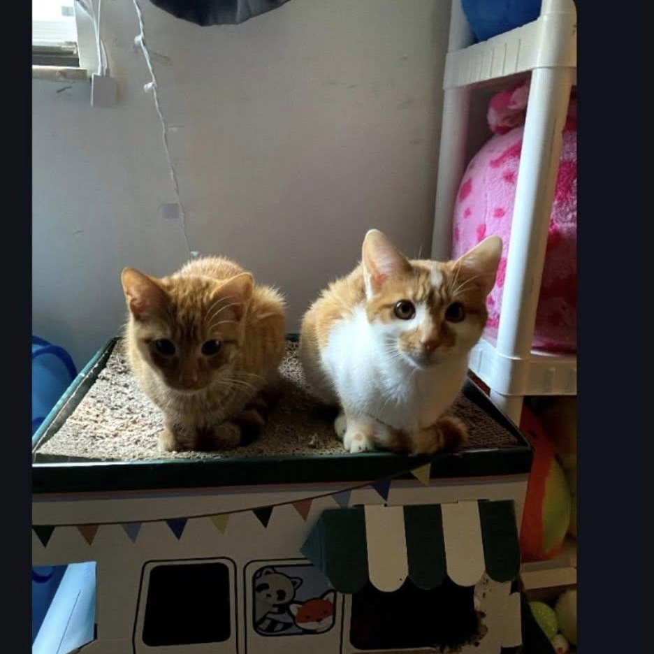 Enlarge Axel & Polk, a ADOPTABLE Domestic Short Hair in Maryville, TN image 1/2