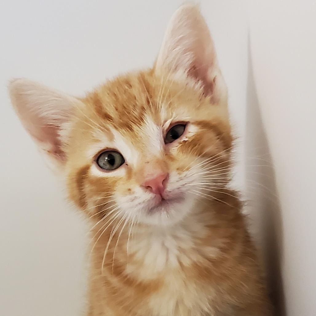 Pauly, Adoptable, Kitten Male Domestic Short Hair.
