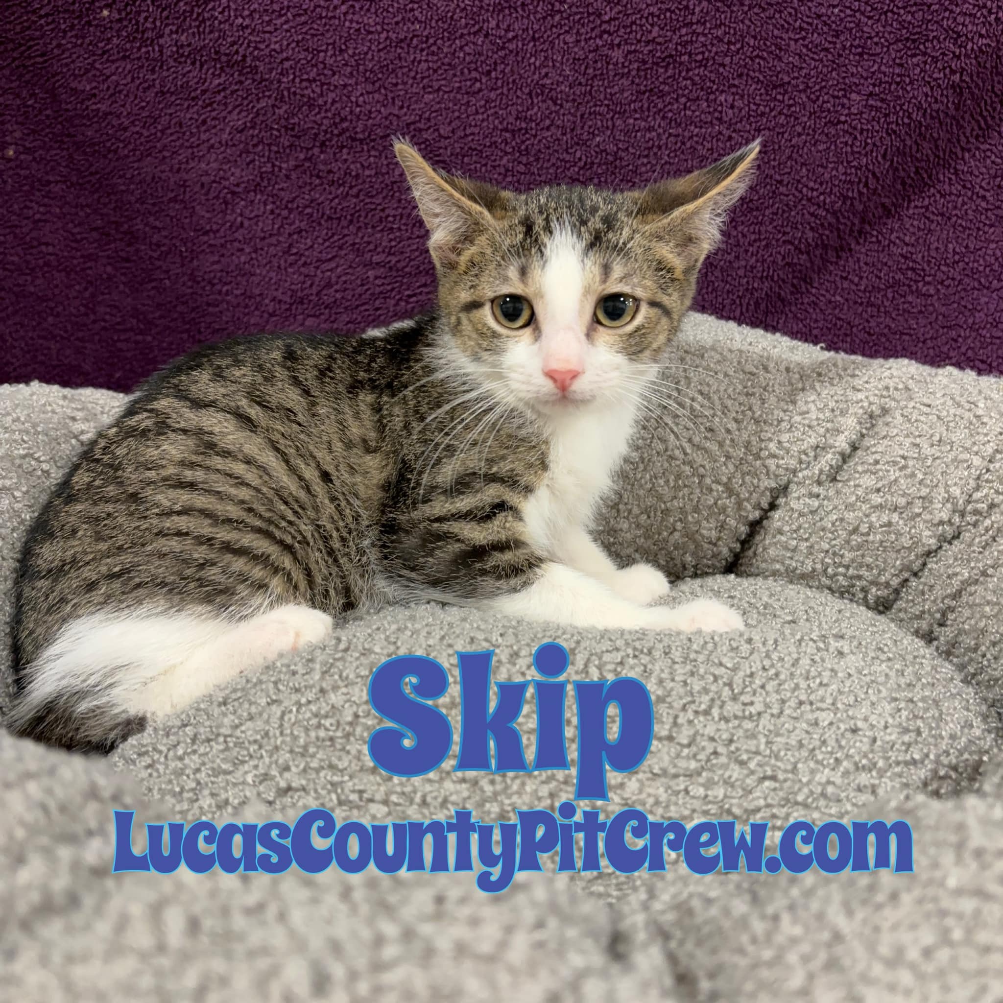 Enlarge Skip, a Adoptable mixed breed in Toledo, OH image 2/2