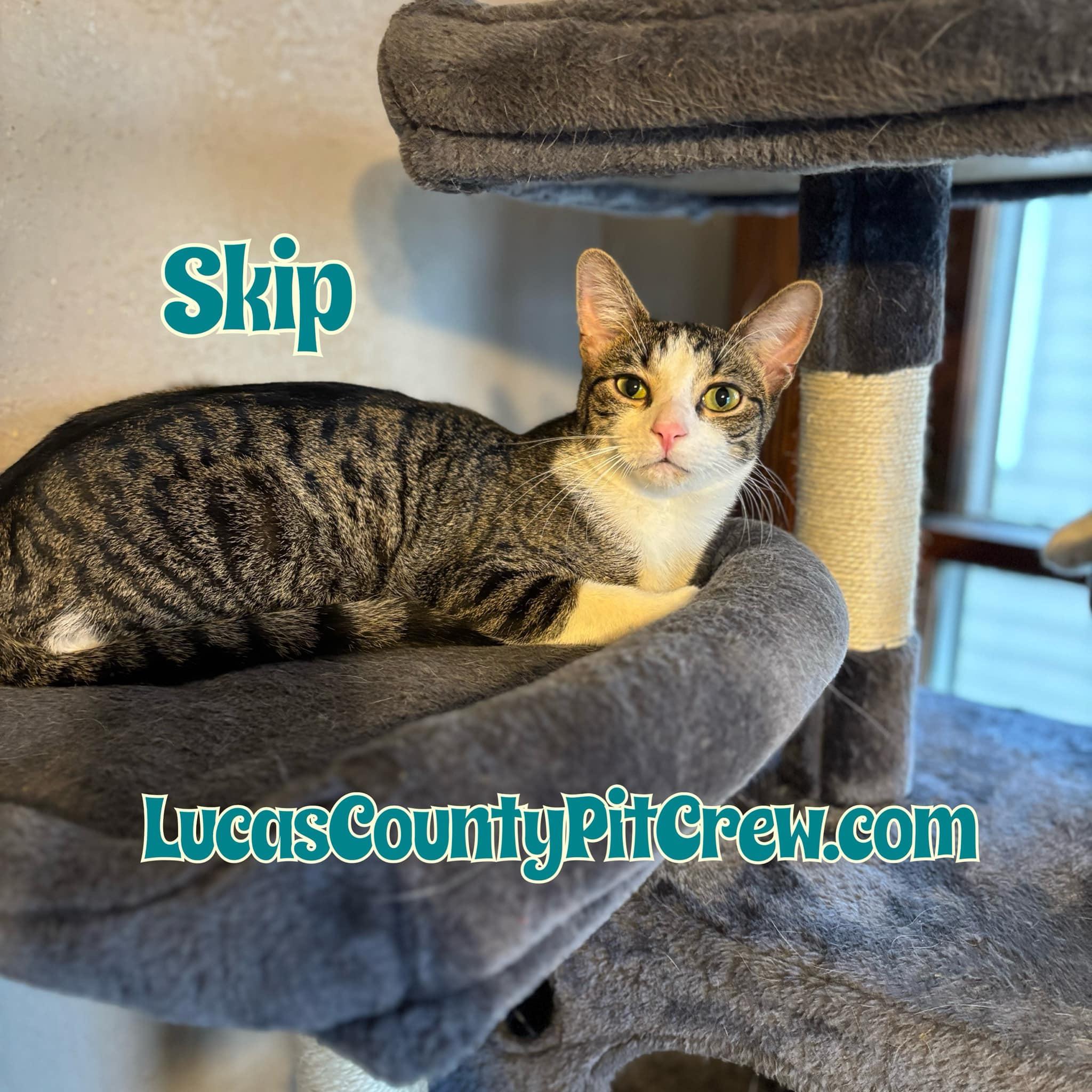 Skip, Adoptable, Young Male American Shorthair & Tabby.