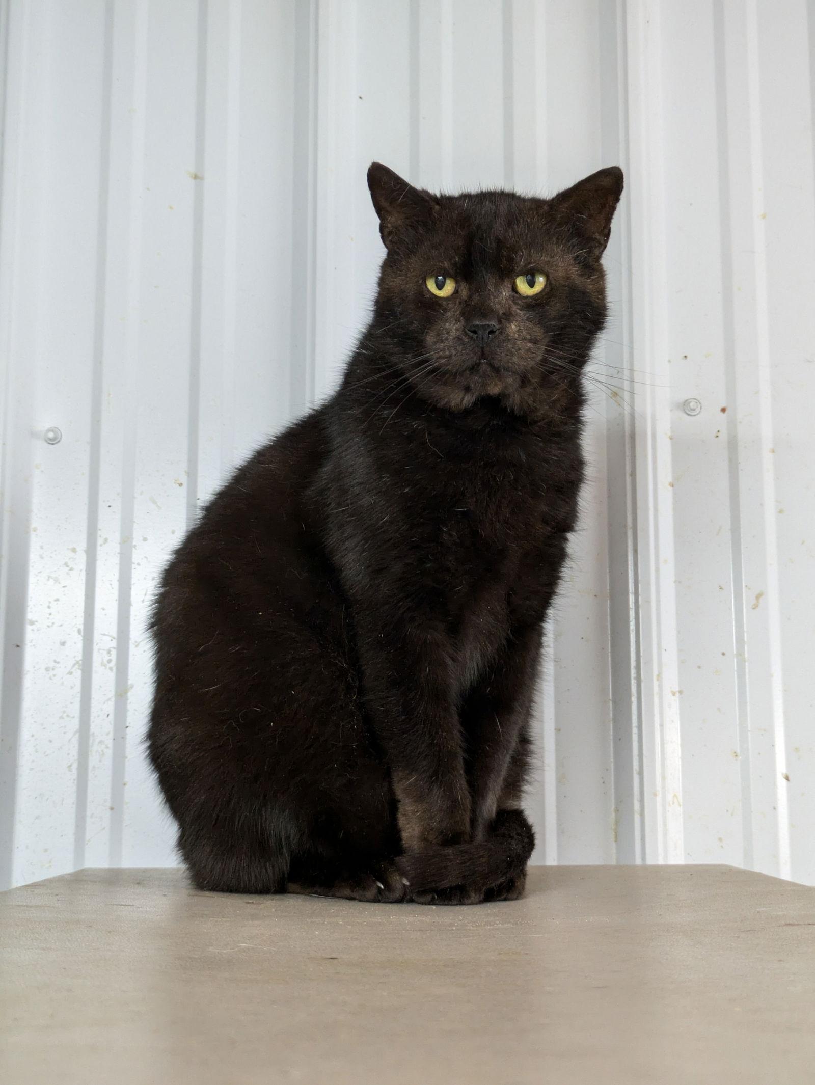 Onyx — thumbnail 2