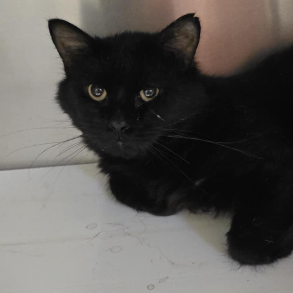 Bill, Adoptable, Adult Male Domestic Medium Hair.