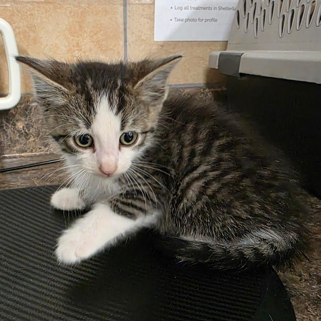 Enlarge Ninetails, a Adoptable Domestic Short Hair in Eureka Springs, AR image 1/1