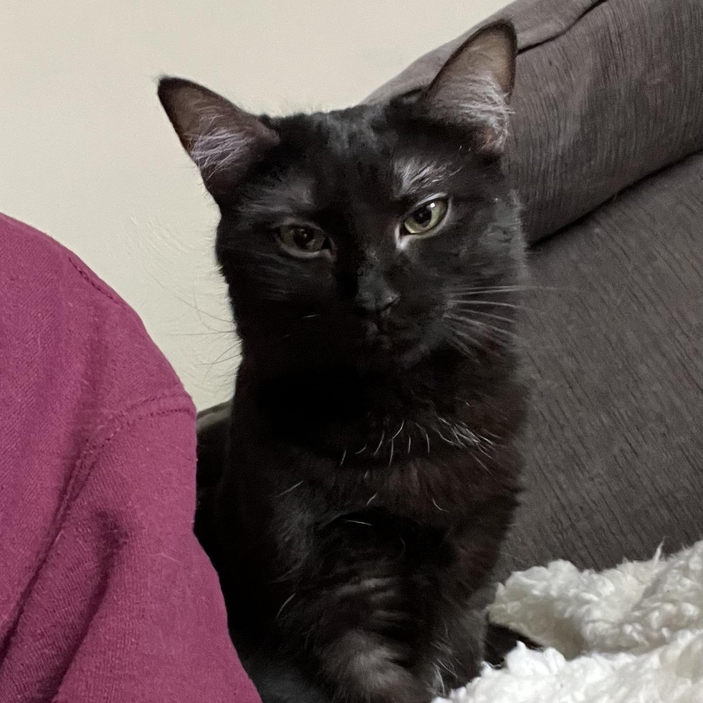 Enlarge Luna, a ADOPTABLE Domestic Medium Hair in Blacksburg, VA image 2/6