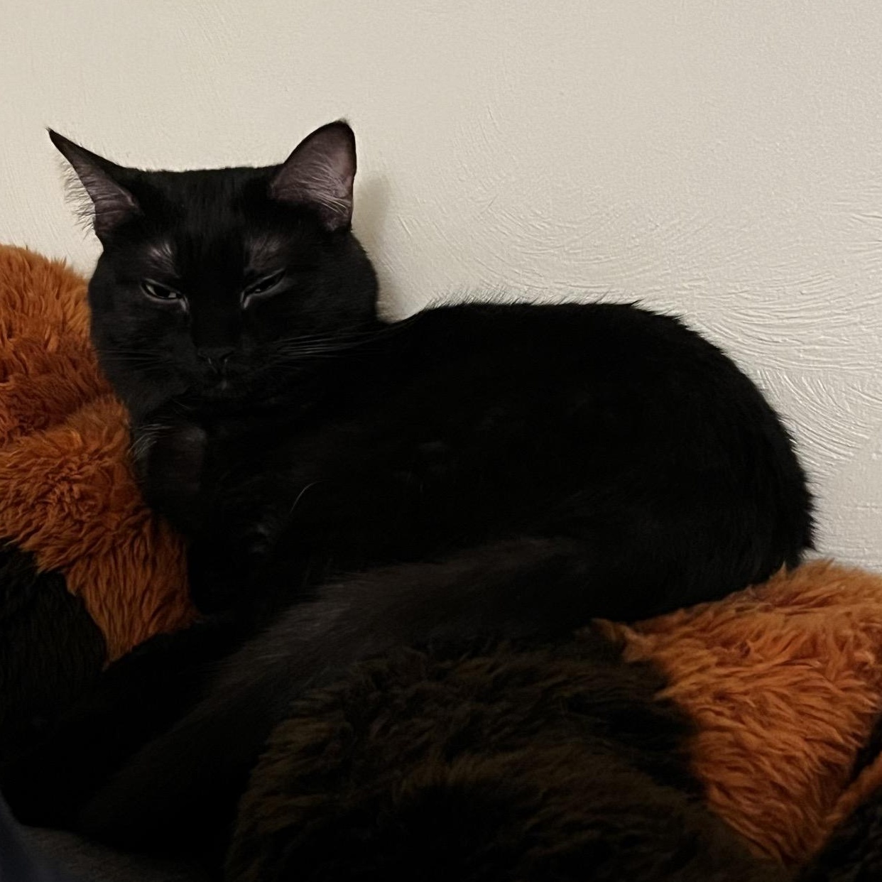 Enlarge Luna, a ADOPTABLE Domestic Medium Hair in Blacksburg, VA image 4/6