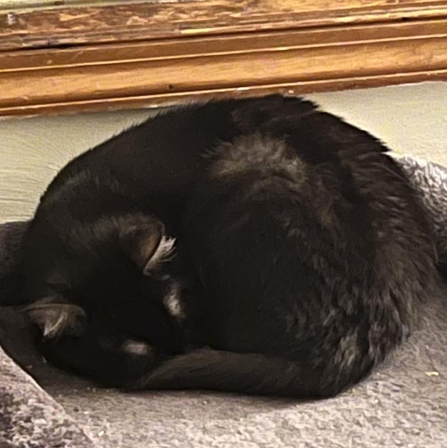 Enlarge Luna, a ADOPTABLE Domestic Medium Hair in Blacksburg, VA image 6/6