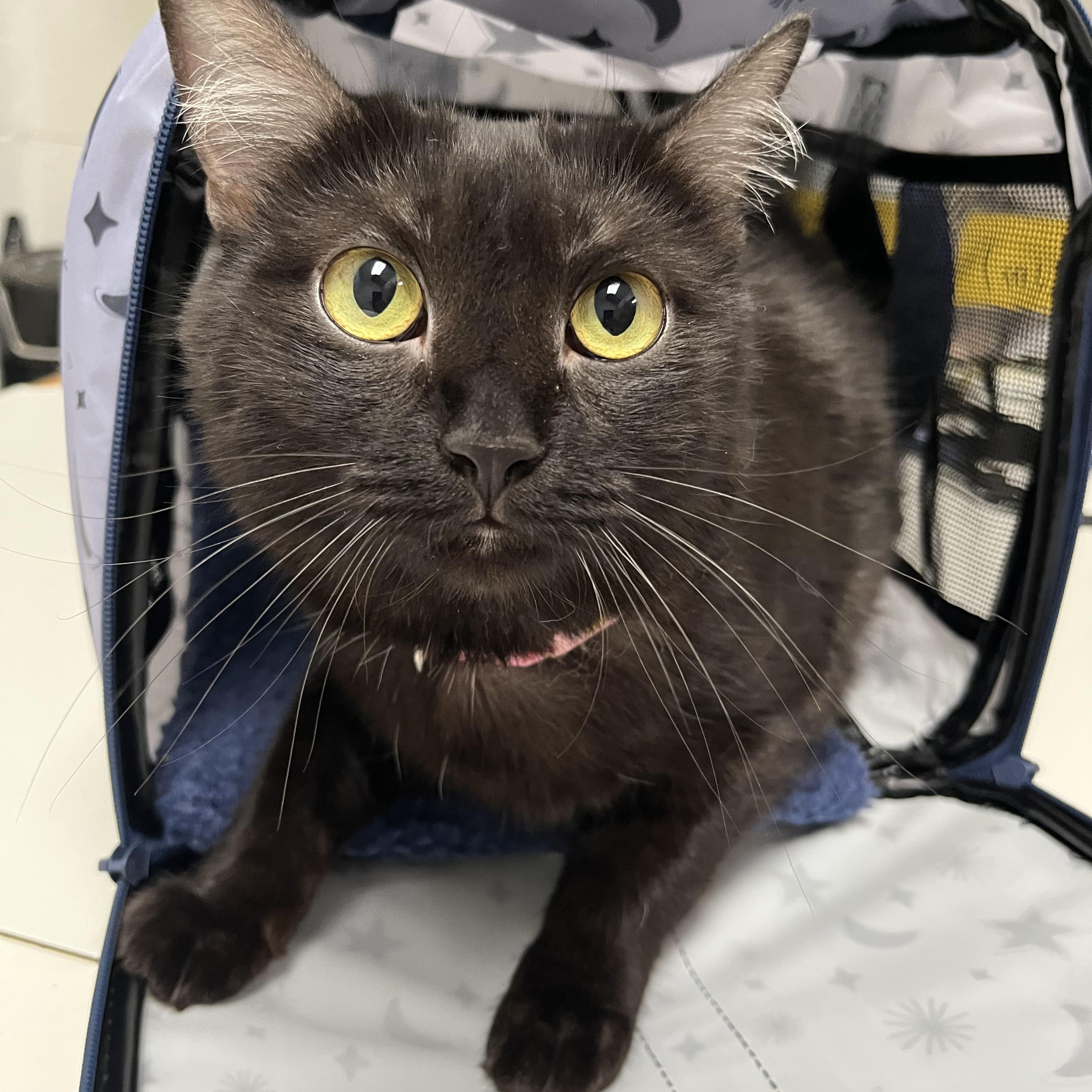 Enlarge Luna, a ADOPTABLE Domestic Medium Hair in Blacksburg, VA image 1/6