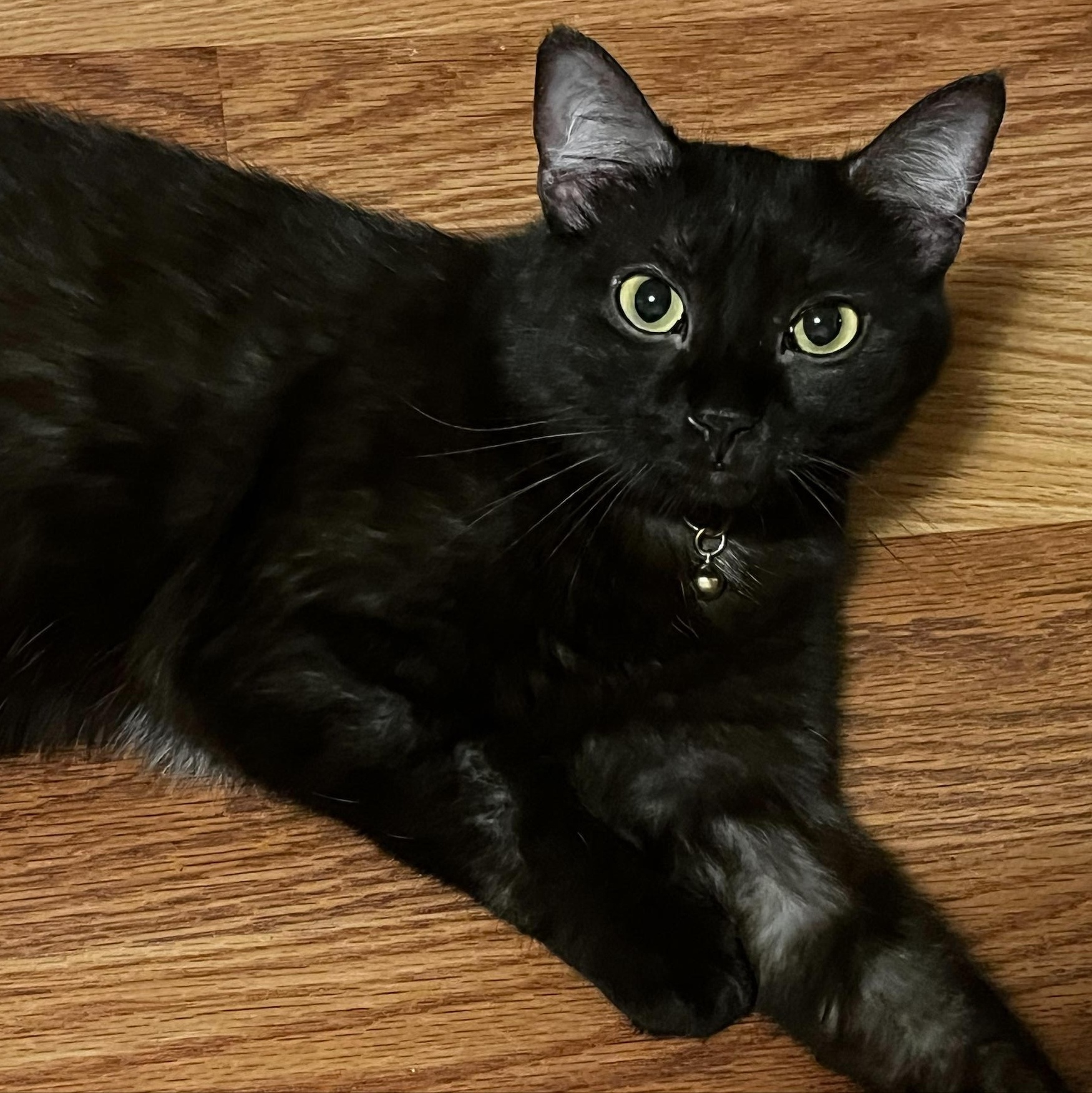 Enlarge Luna, a ADOPTABLE Domestic Medium Hair in Blacksburg, VA image 6/6