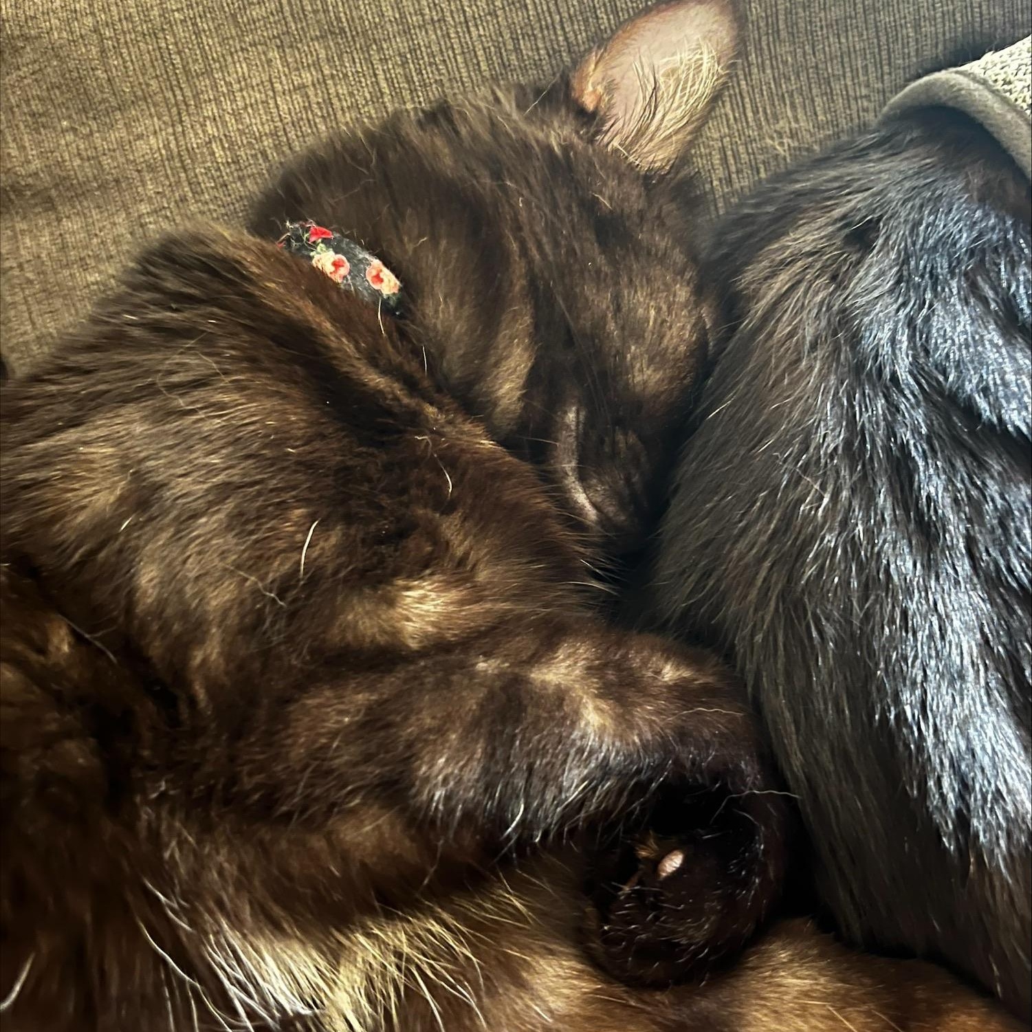 Enlarge Luna, a ADOPTABLE Domestic Medium Hair in Blacksburg, VA image 5/6
