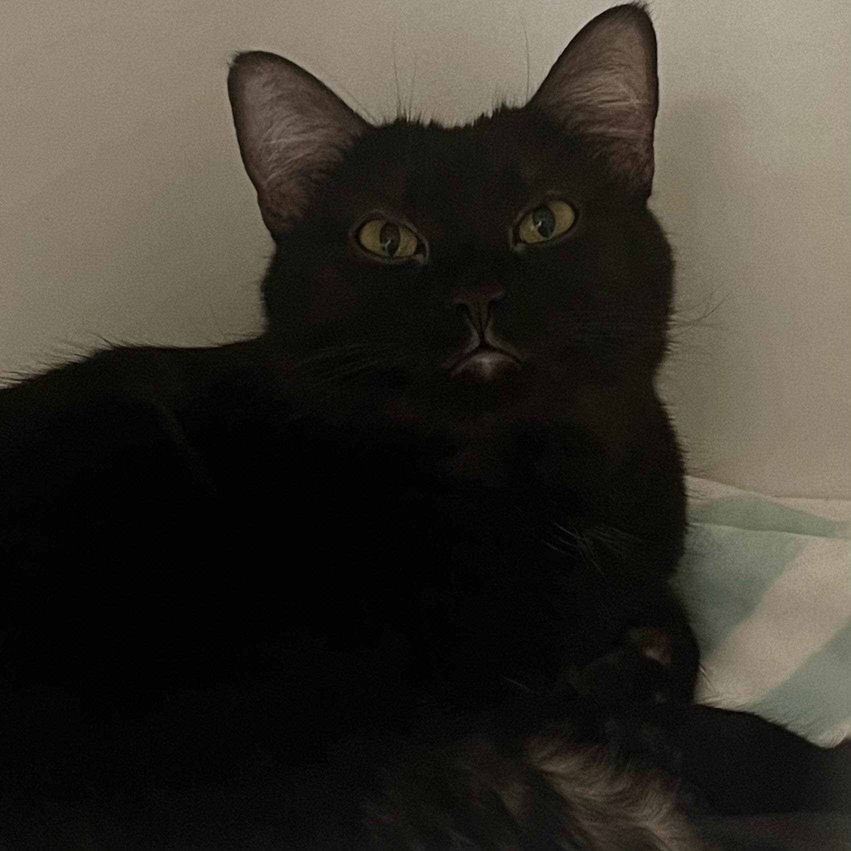 Enlarge Luna, a ADOPTABLE Domestic Medium Hair in Blacksburg, VA image 5/6