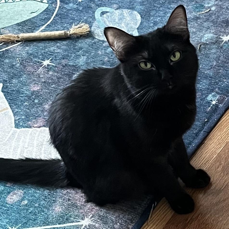 Enlarge Luna, a ADOPTABLE Domestic Medium Hair in Blacksburg, VA image 3/6