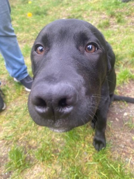 Enlarge Blakie, a Adoptable mixed breed in Port Alberni, BC image 2/5