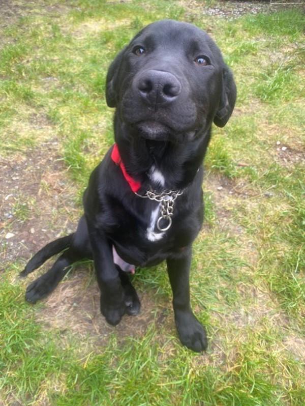 Enlarge Blakie, a Adoptable mixed breed in Port Alberni, BC image 3/5