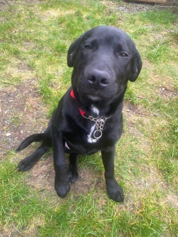 Enlarge Blakie, a Adoptable mixed breed in Port Alberni, BC image 4/5