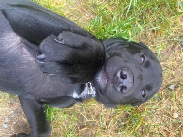 Enlarge Blakie, a Adoptable mixed breed in Port Alberni, BC image 5/5