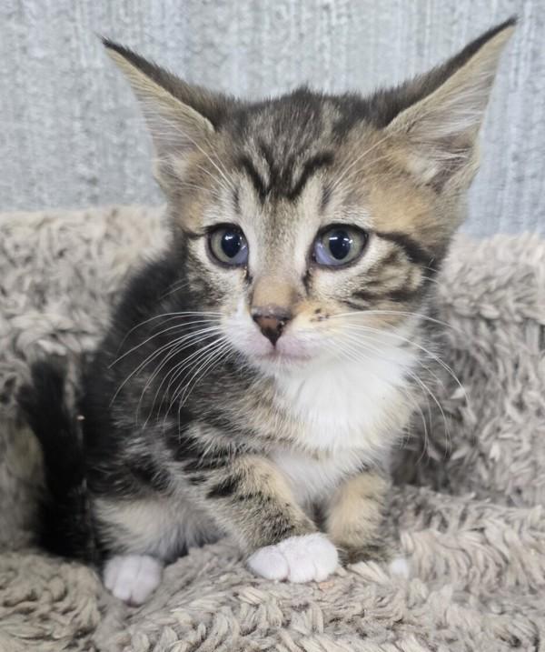 Enlarge Miso, a Adoptable mixed breed in West Vancouver, BC image 1/1