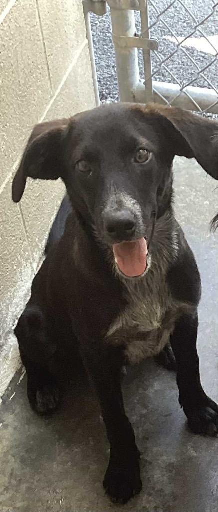 Enlarge Mickey, a Adoptable Mixed Breed in Beebe, AR image 1/1