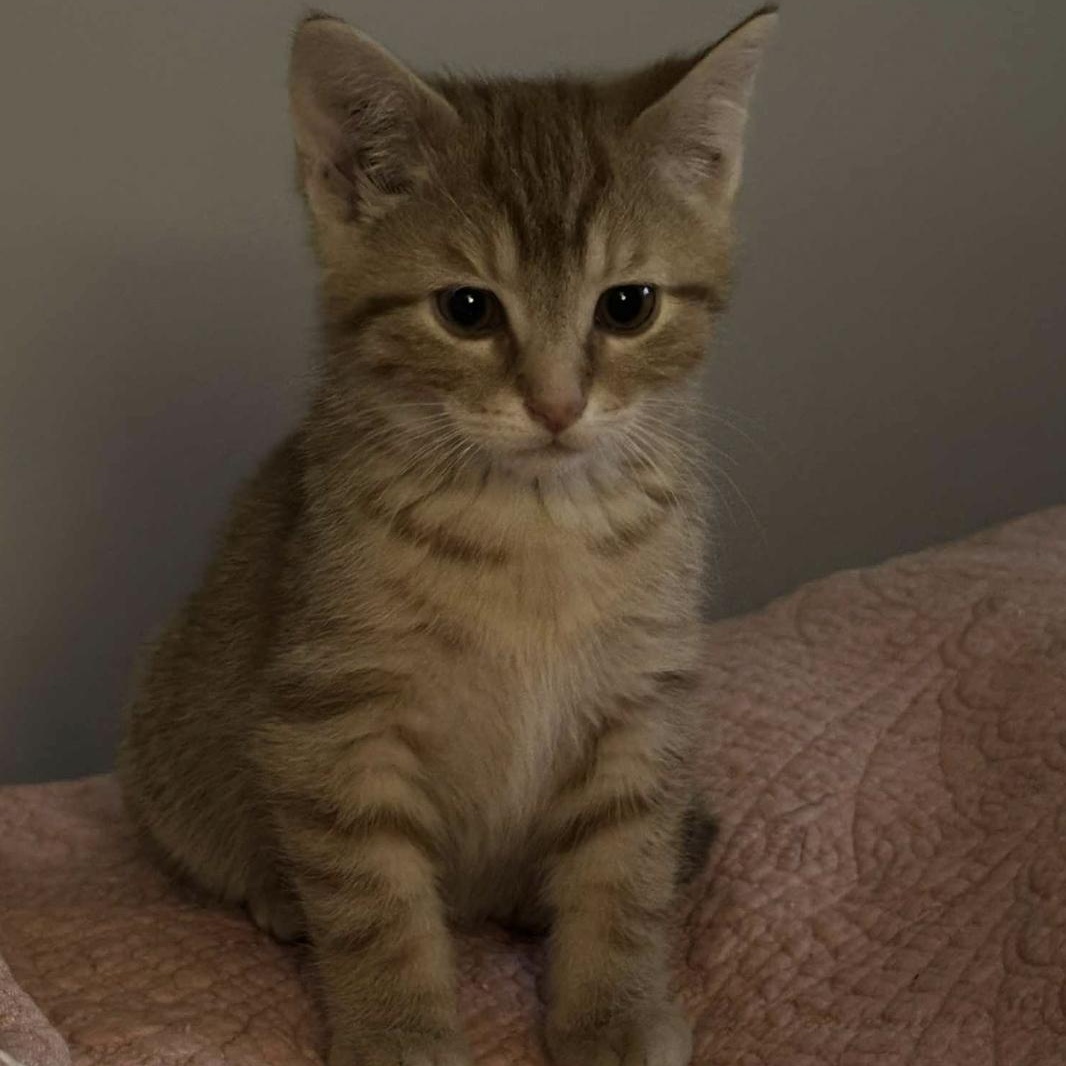 Lucy, Adoptable, Kitten Female Domestic Short Hair.