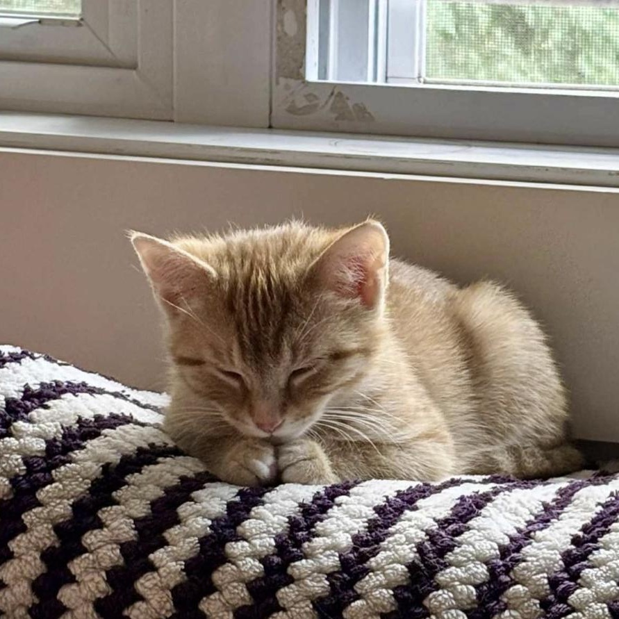 Enlarge Lucy, a Adoptable Domestic Short Hair in Verdun, QC image 2/3