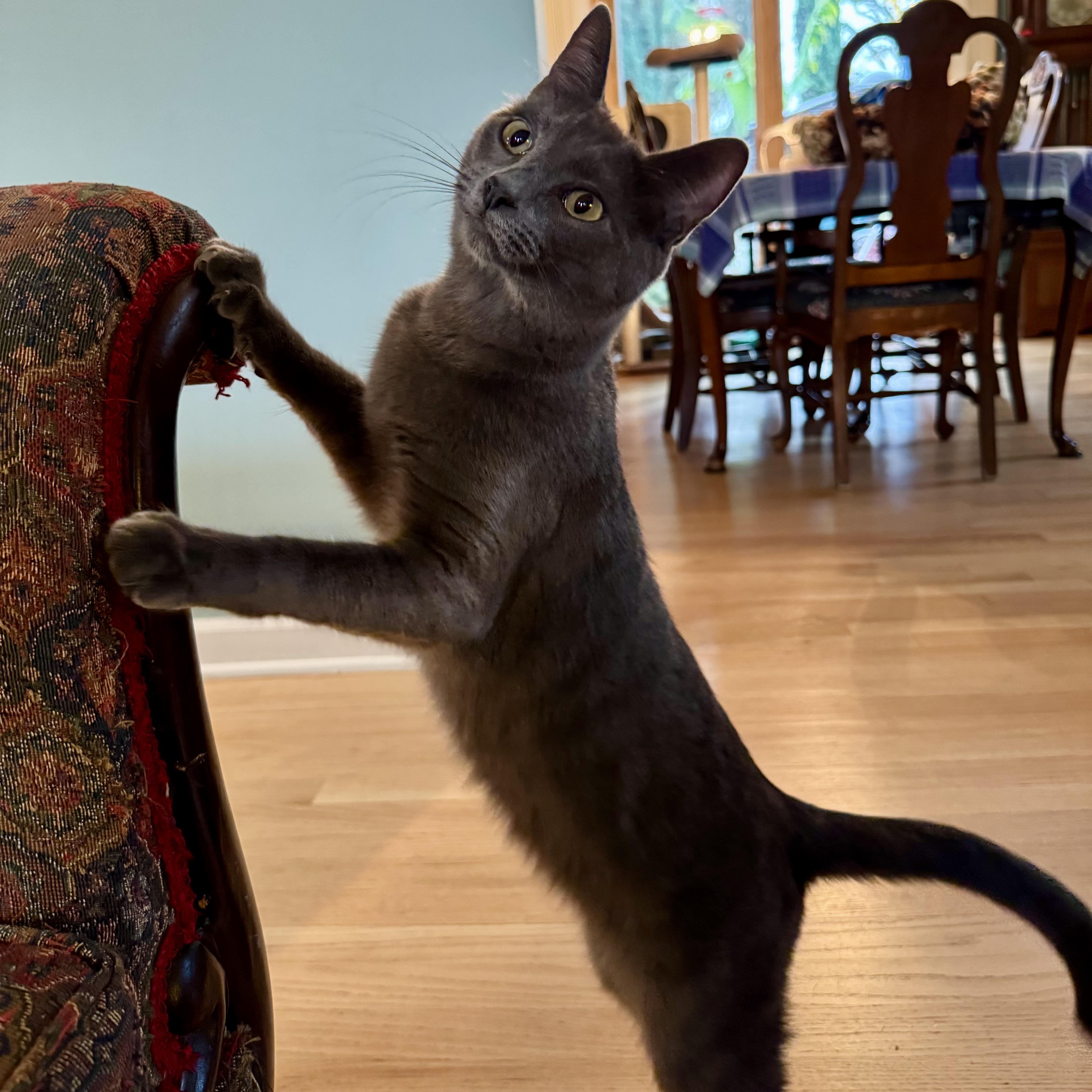 Gordon Ramsey, Adoptable, Young Male Domestic Short Hair & Domestic Short Hair.