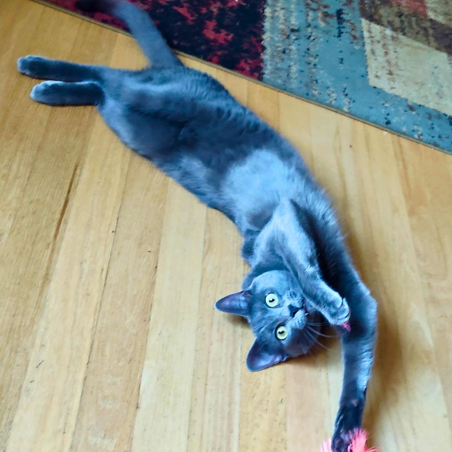 Enlarge Gordon Ramsey, a Adoptable mixed breed in Wilsonville, OR image 3/6