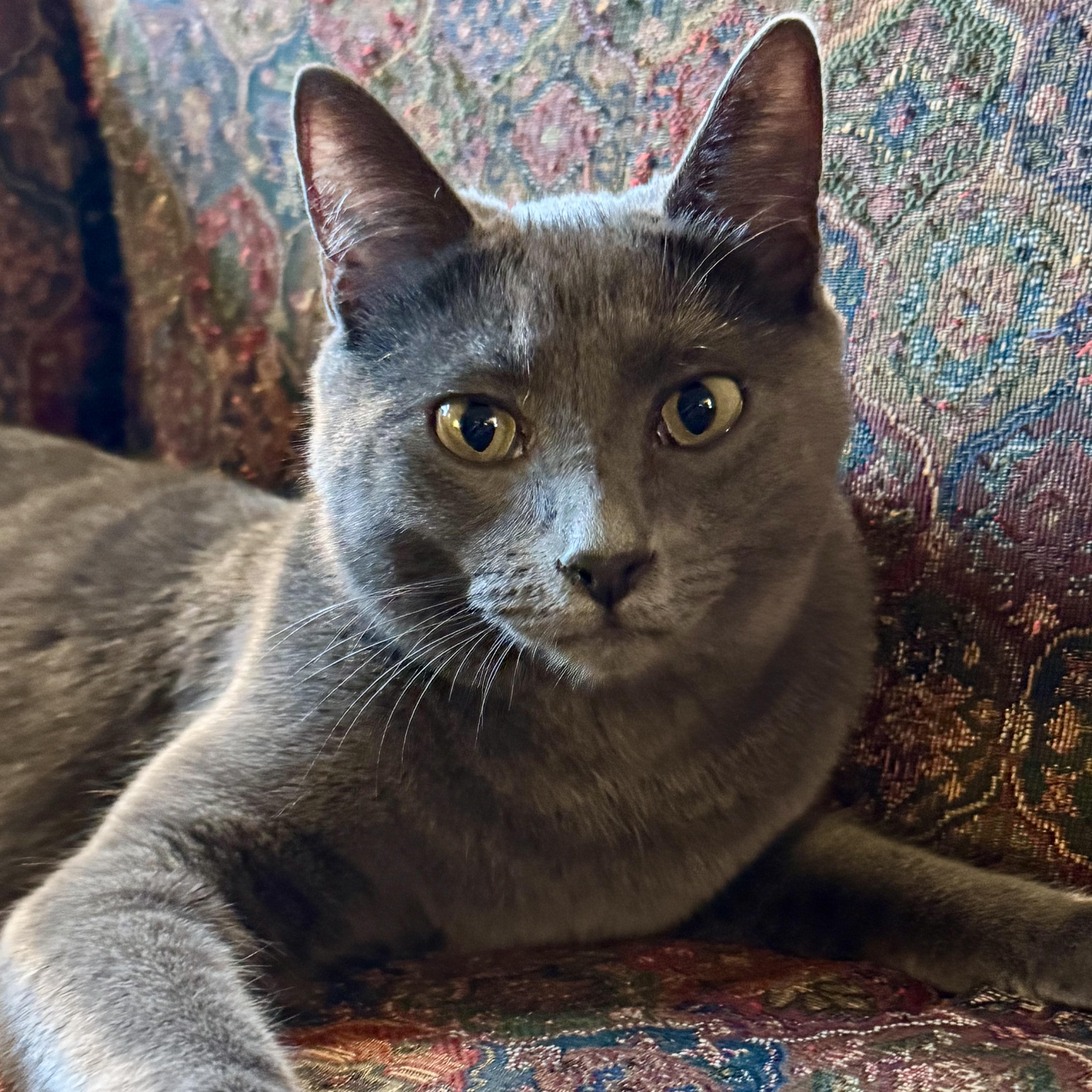 Enlarge Gordon Ramsey, a Adoptable mixed breed in Wilsonville, OR image 4/6