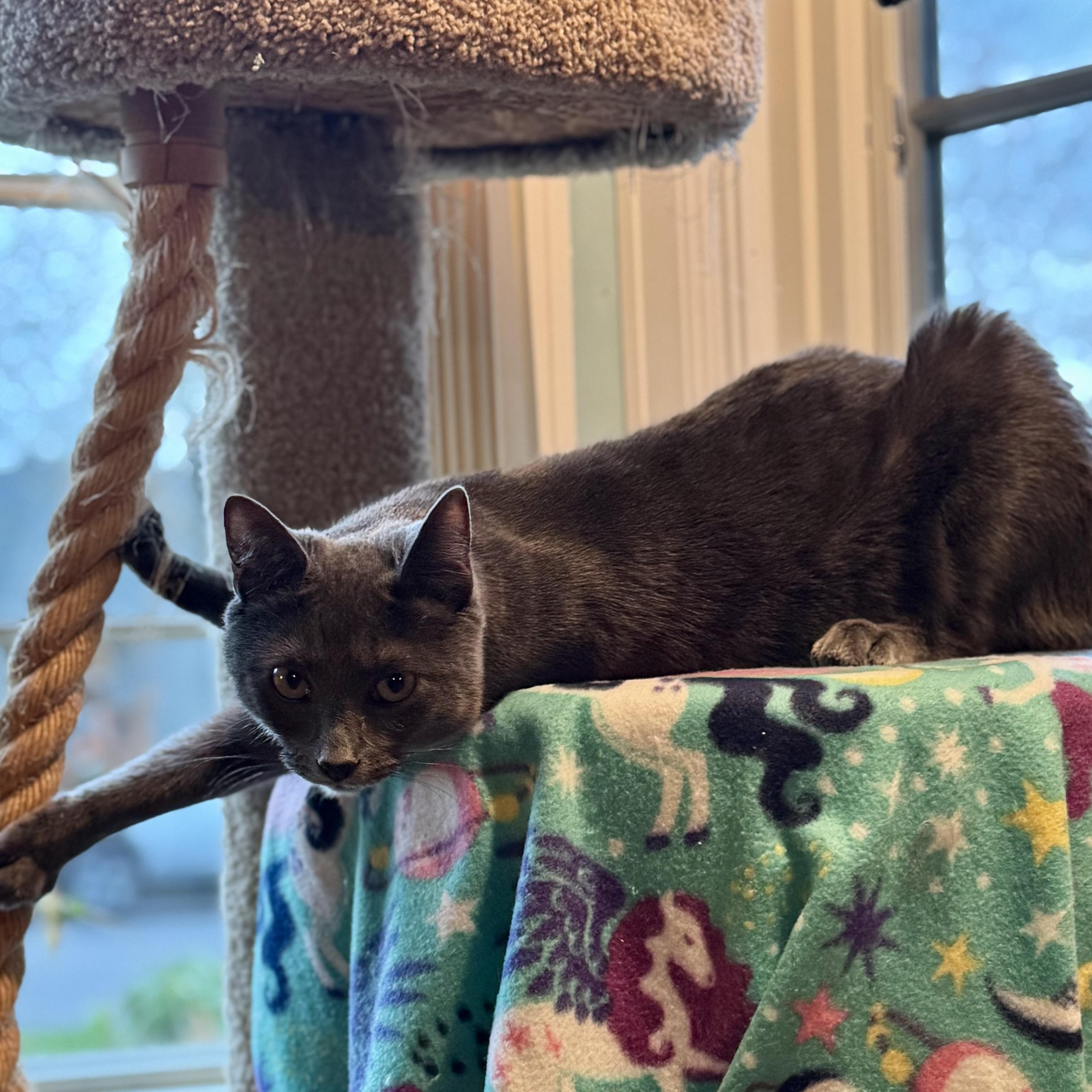 Enlarge Gordon Ramsey, a Adoptable mixed breed in Wilsonville, OR image 6/6